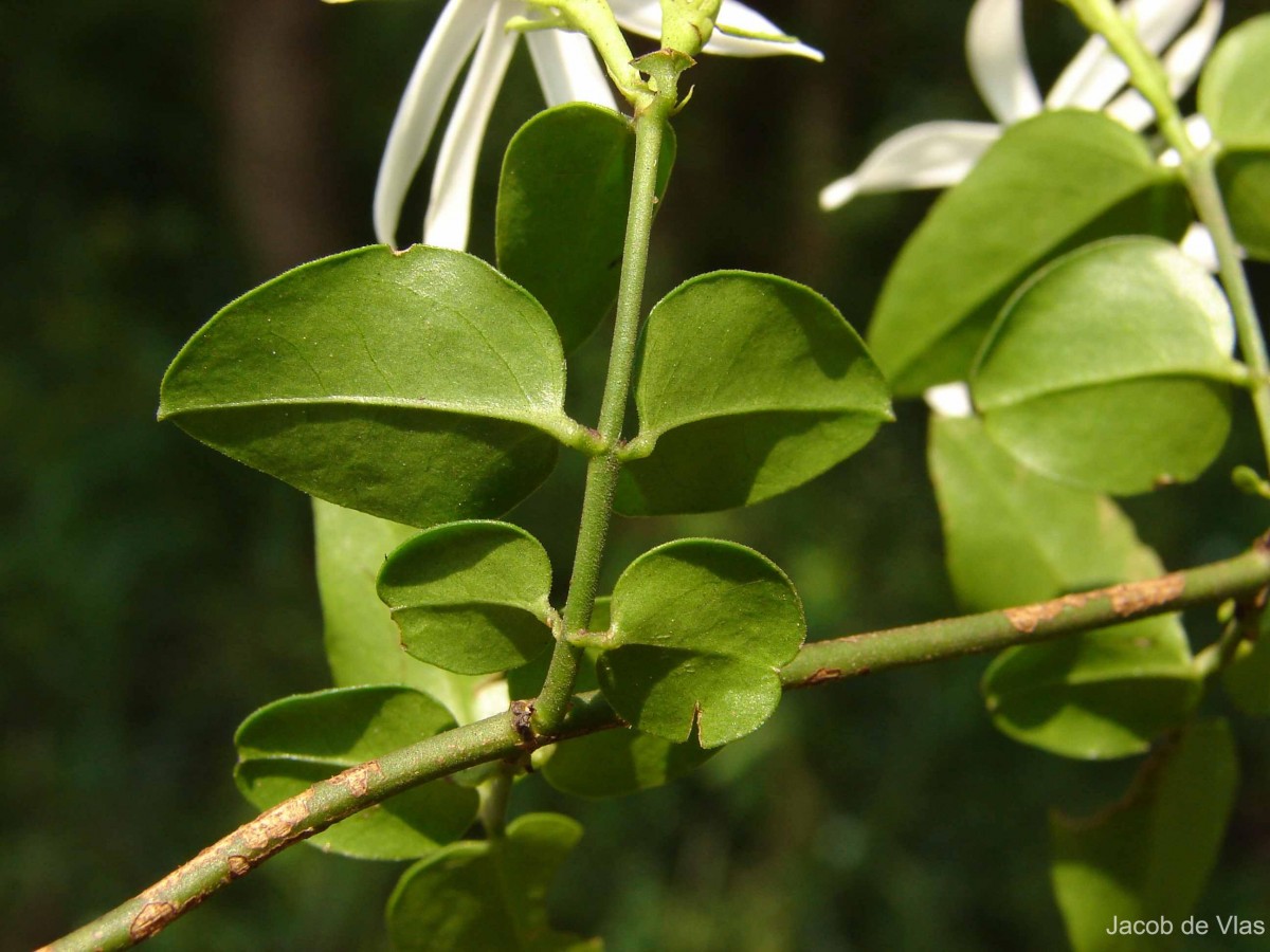 Jasminum angustifolium var. sessiliflorum (Vahl) P.S.Green